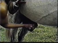 Horny bitches using horse dick to pleasure their kink